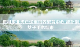 进村东北虎已送至饲养繁育中心 被扑倒女子手术结束