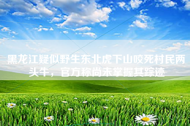 黑龙江疑似野生东北虎下山咬死村民两头牛，官方称尚未掌握其踪迹