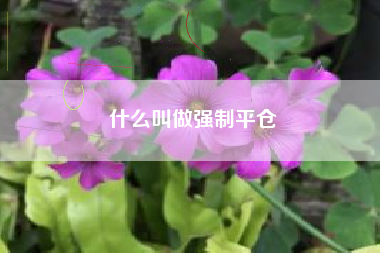 什么叫做强制平仓