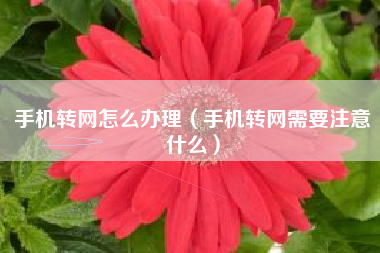 手机转网怎么办理（手机转网需要注意什么）